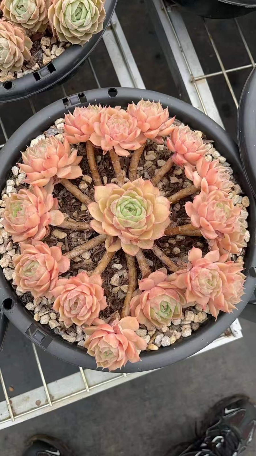 6株×デビルフィッシュ 多肉植物 エケベリア セダム アエオニウム グラプトペタルム 韓国苗 寄せ植え RC 2138