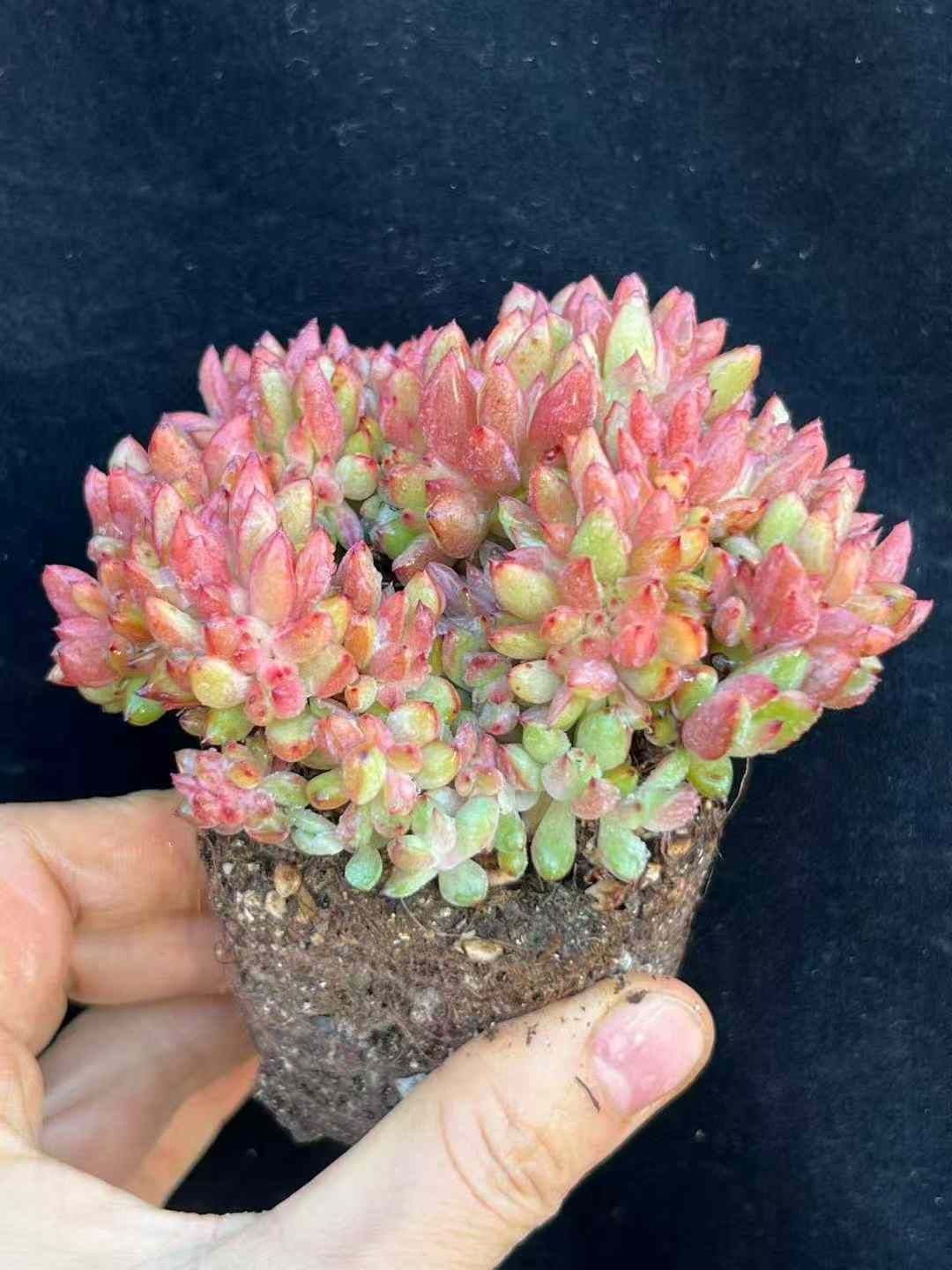 24株 ピンクディツイカ 多肉植物 エケベリア セダム アエオニウム グラプトペタルム 韓国苗 寄せ植え