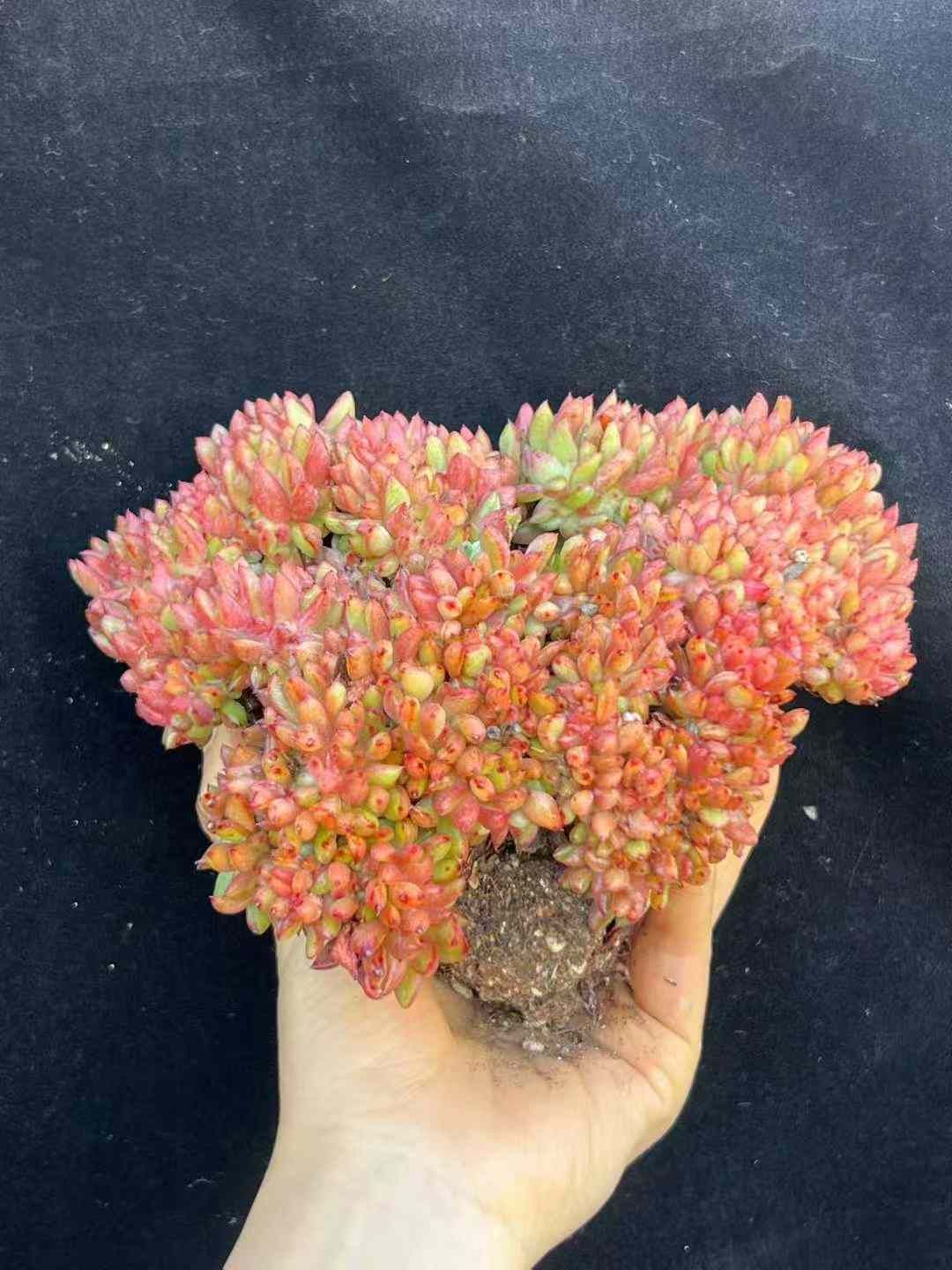 24株×ピンクディツイカ 多肉植物 エケベリア セダム アエオニウム グラプトペタルム 韓国苗 寄せ植え