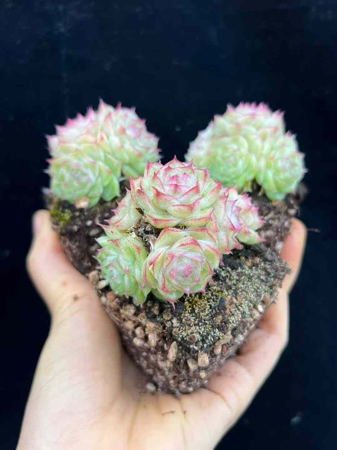 24株×ピンクマツゲクイーン 多肉植物 エケベリア セダム アエオニウム グラプトペタルム 韓国苗 寄せ植え