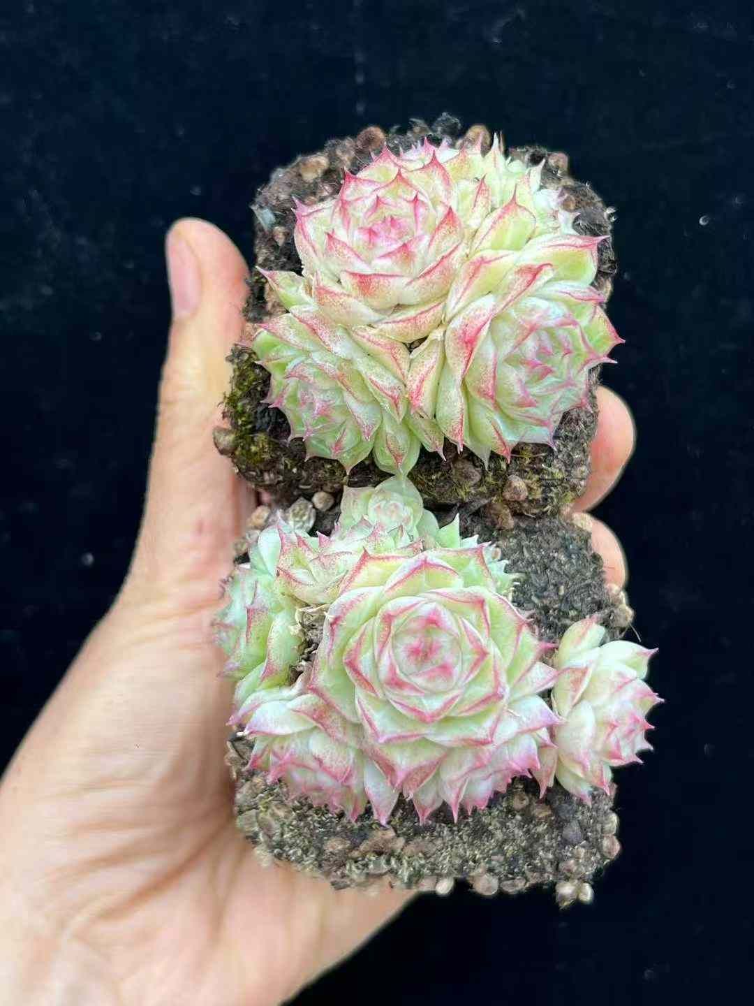 24株×ピンクマツゲクイーン 多肉植物 エケベリア セダム アエオニウム グラプトペタルム 韓国苗 寄せ植え