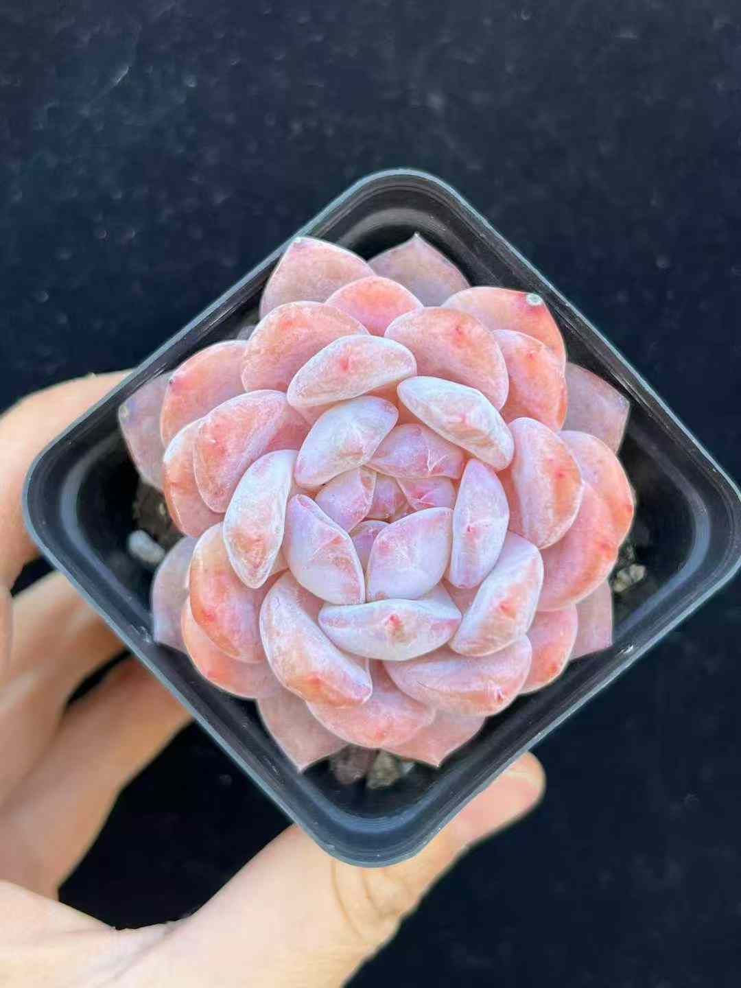 セダム アエオニウム