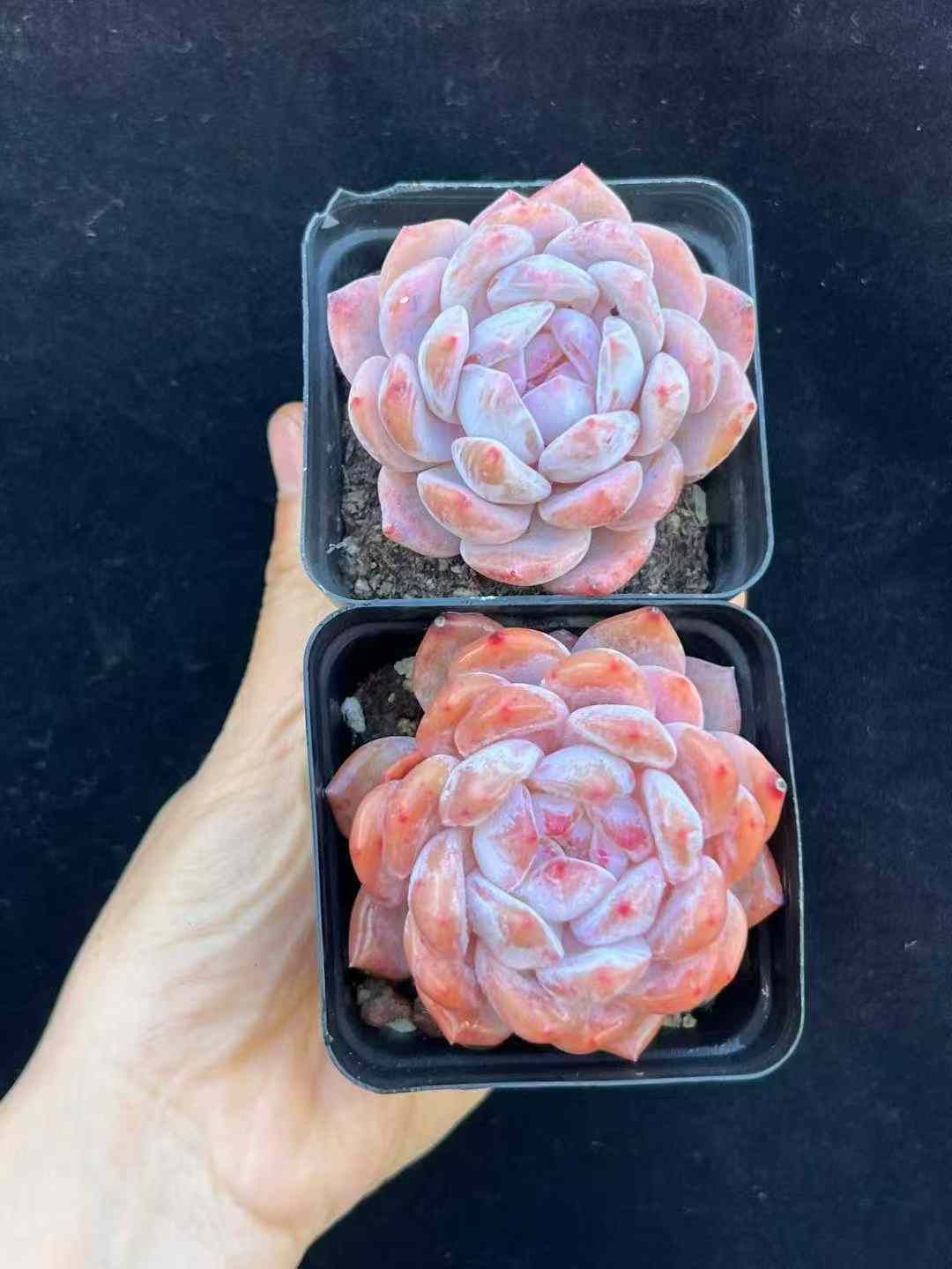 韓国苗 寄せ植え