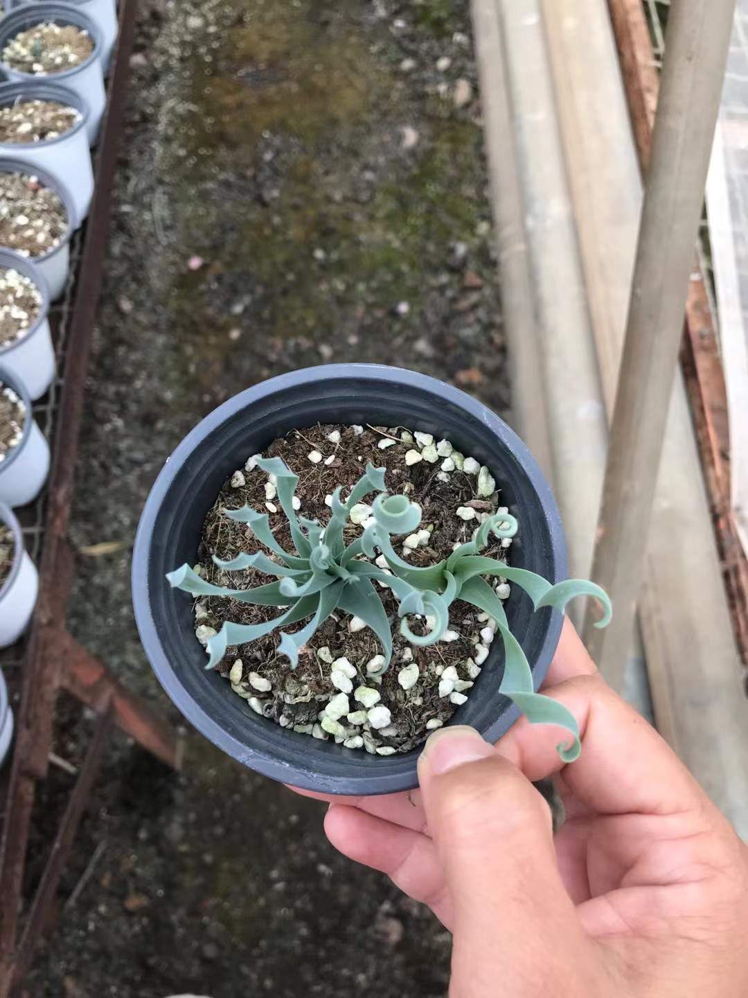 18株×ターザンソウ 多肉植物 エケベリア セダム アエオニウム グラプトペタルム 韓国苗 寄せ植え SKL 1414