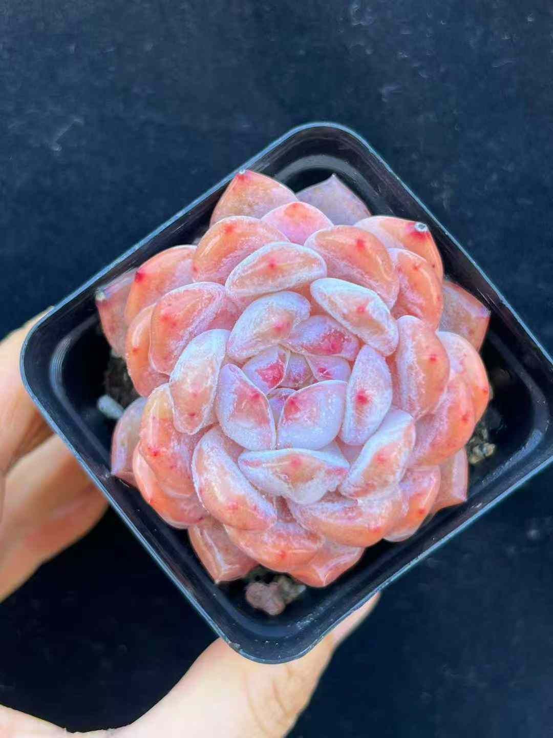 多肉植物 エケベリア