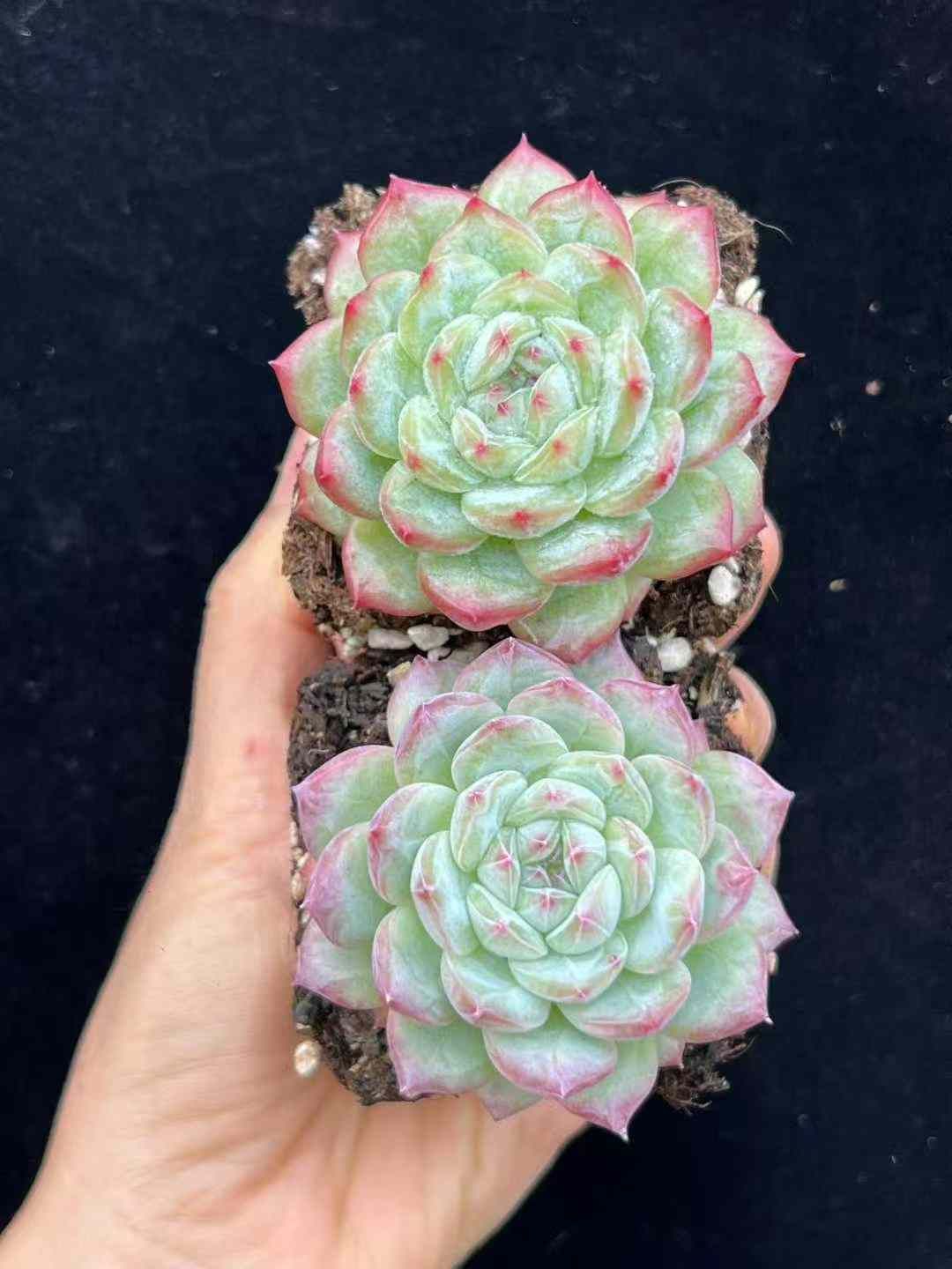 24株×オバマ 多肉植物 エケベリア セダム アエオニウム グラプトペタルム 韓国苗 寄せ植え