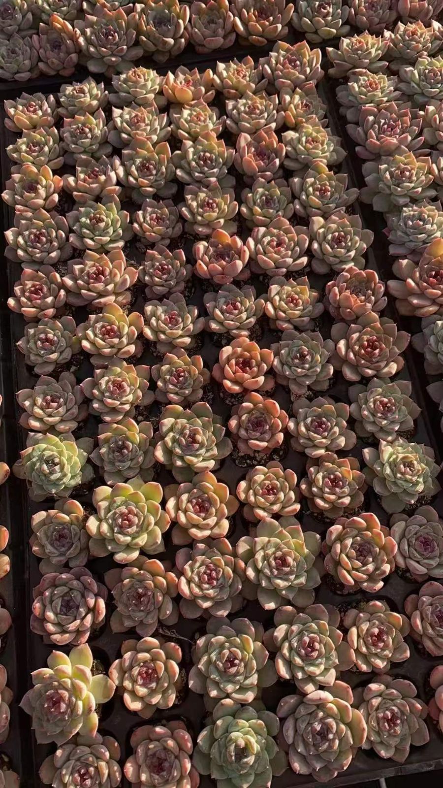 RC2124×50苗 ヒョウザトウ 多肉植物 エケベリア カット苗 韓国苗 寄せ