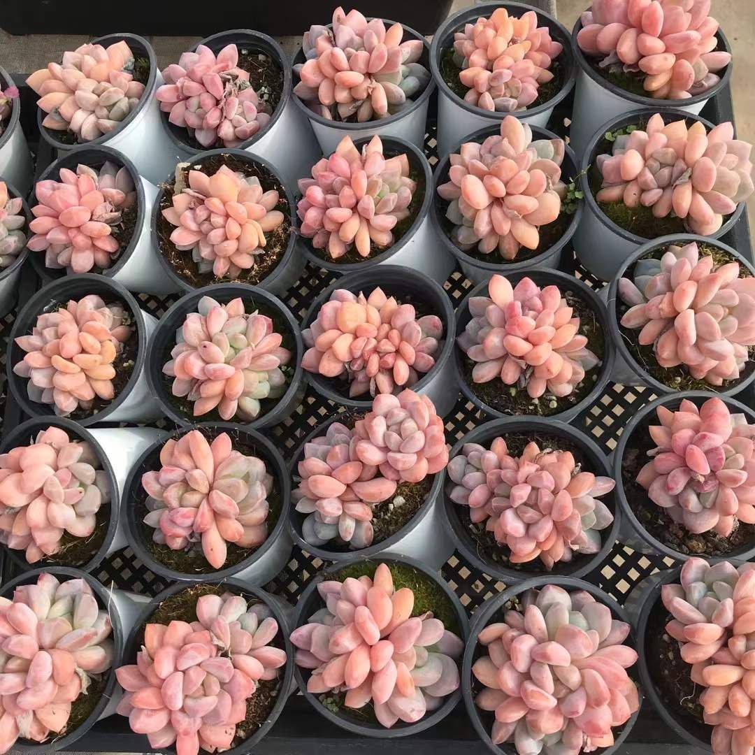 18株×オレンジ 多肉植物 エケベリア セダム アエオニウム グラプトペタルム 韓国苗 寄せ植え SKL 1418