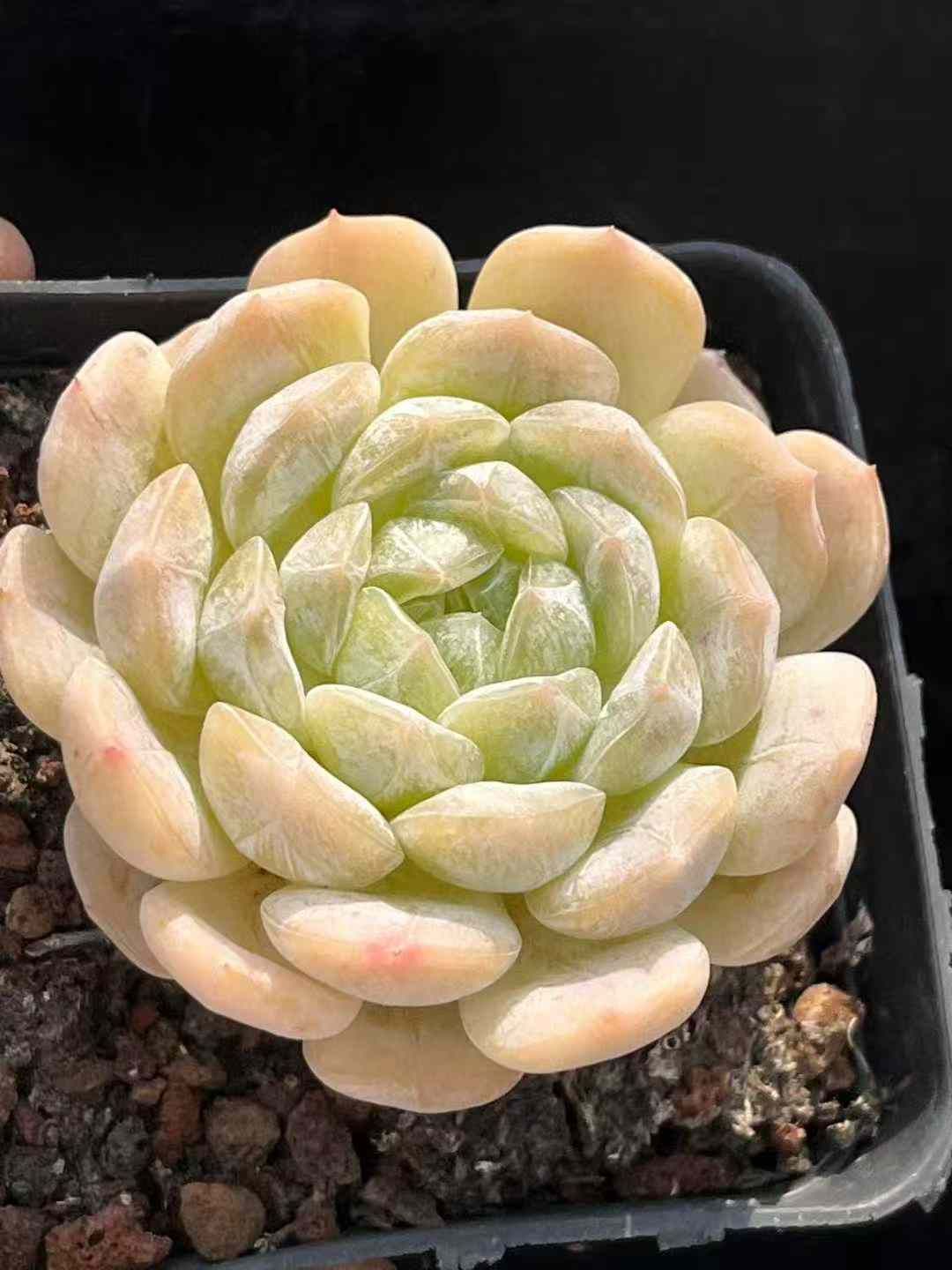 50株×ハクレン 多肉植物 エケベリア セダム アエオニウム グラプトペタルム 韓国苗 寄せ植え