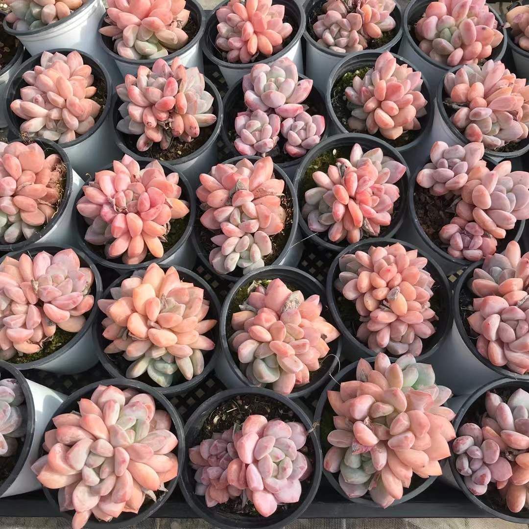 18株×オレンジ 多肉植物 エケベリア セダム アエオニウム グラプトペタルム 韓国苗 寄せ植え SKL 1418