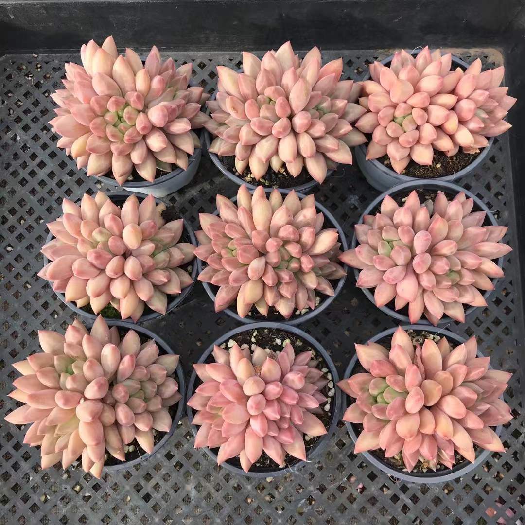 12株×ピンクグウビジン 多肉植物 エケベリア セダム アエオニウム グラプトペタルム 韓国苗 寄せ植え SKL 1419