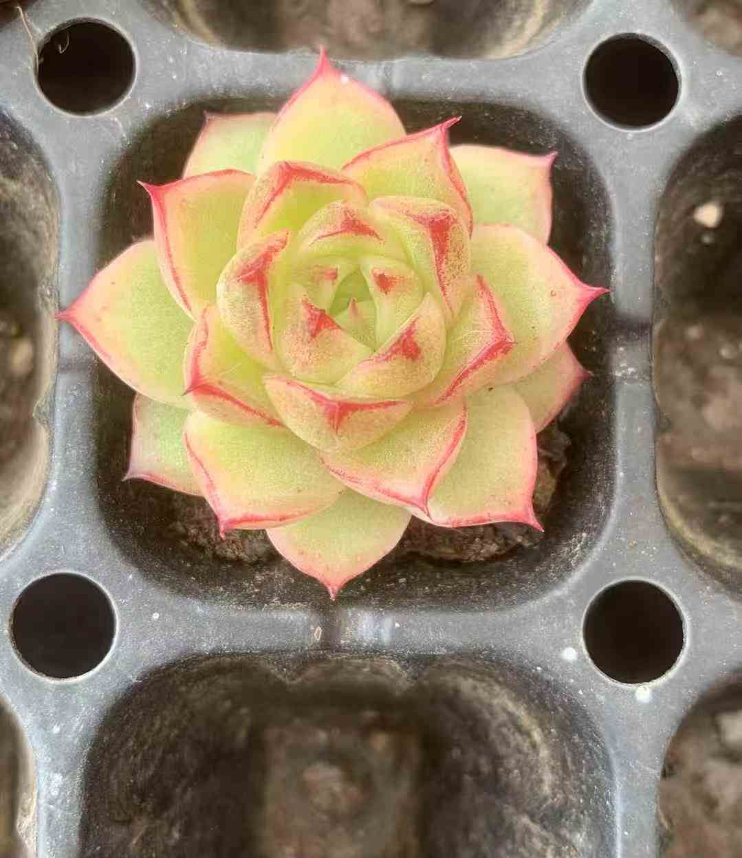 72苗 フウヒ 多肉植物 エケベリア セダム アエオニウム グラプトペタルム 韓国苗 寄せ植え