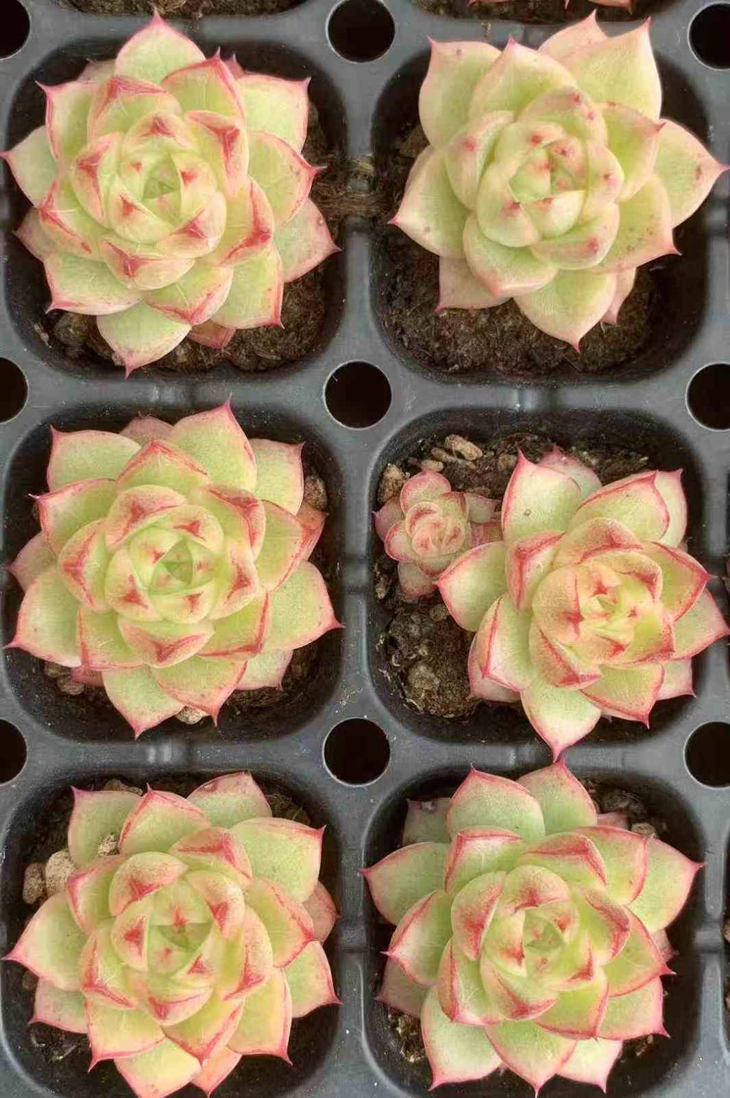 72苗 フウヒ 多肉植物 エケベリア セダム アエオニウム グラプトペタルム 韓国苗 寄せ植え