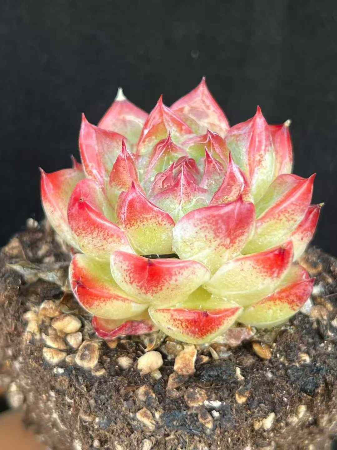 24株 デビルクロージェニー 多肉植物 エケベリア セダム アエオニウム グラプトペタルム 韓国苗 寄せ植え