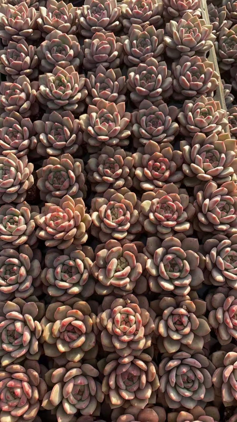 50苗×リンセツ 多肉植物 エケベリア セダム アエオニウム グラプトペタルム 韓国苗 寄せ植え RC2125