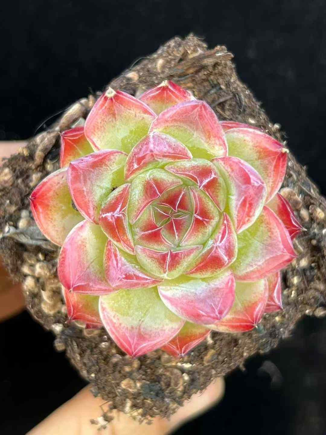 24株×デビルクロージェニー 多肉植物 エケベリア セダム アエオニウム グラプトペタルム 韓国苗 寄せ植え