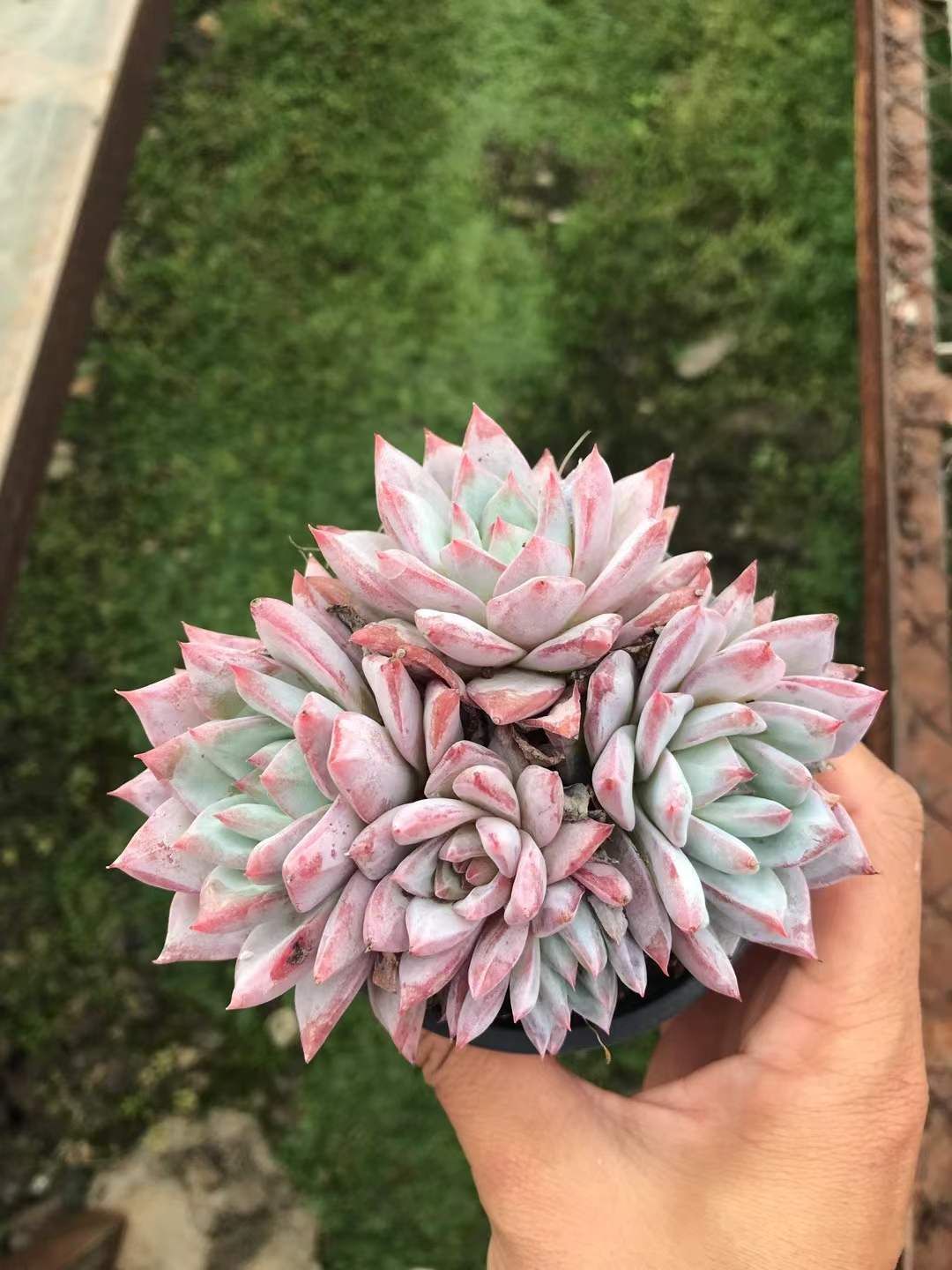 18株×ピンクブルーバード 多肉植物 エケベリア セダム アエオニウム グラプトペタルム 韓国苗 寄せ植え SKL 1421 北欧インテリア その他多肉植物 