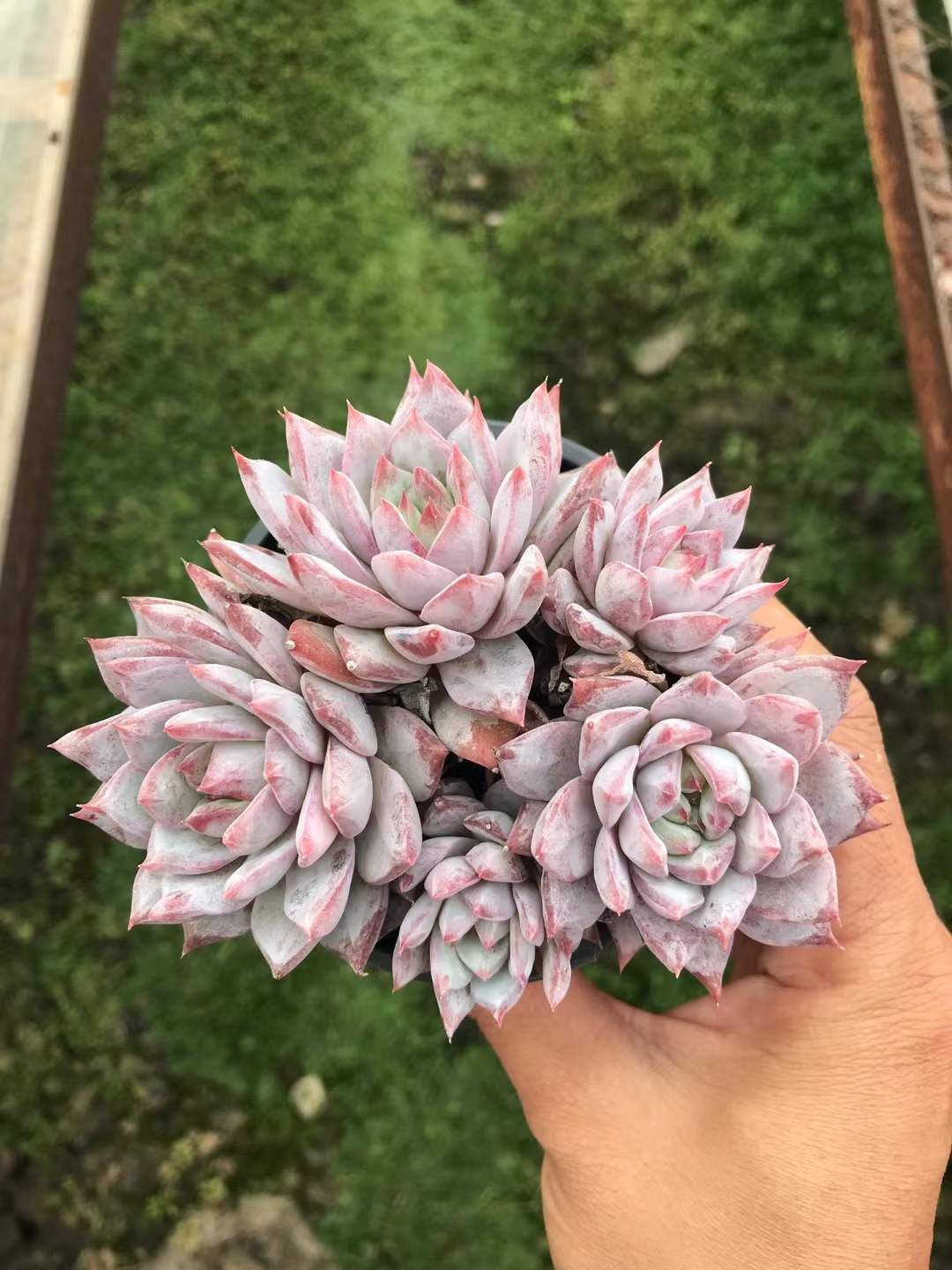 18株×ピンクブルーバード 多肉植物