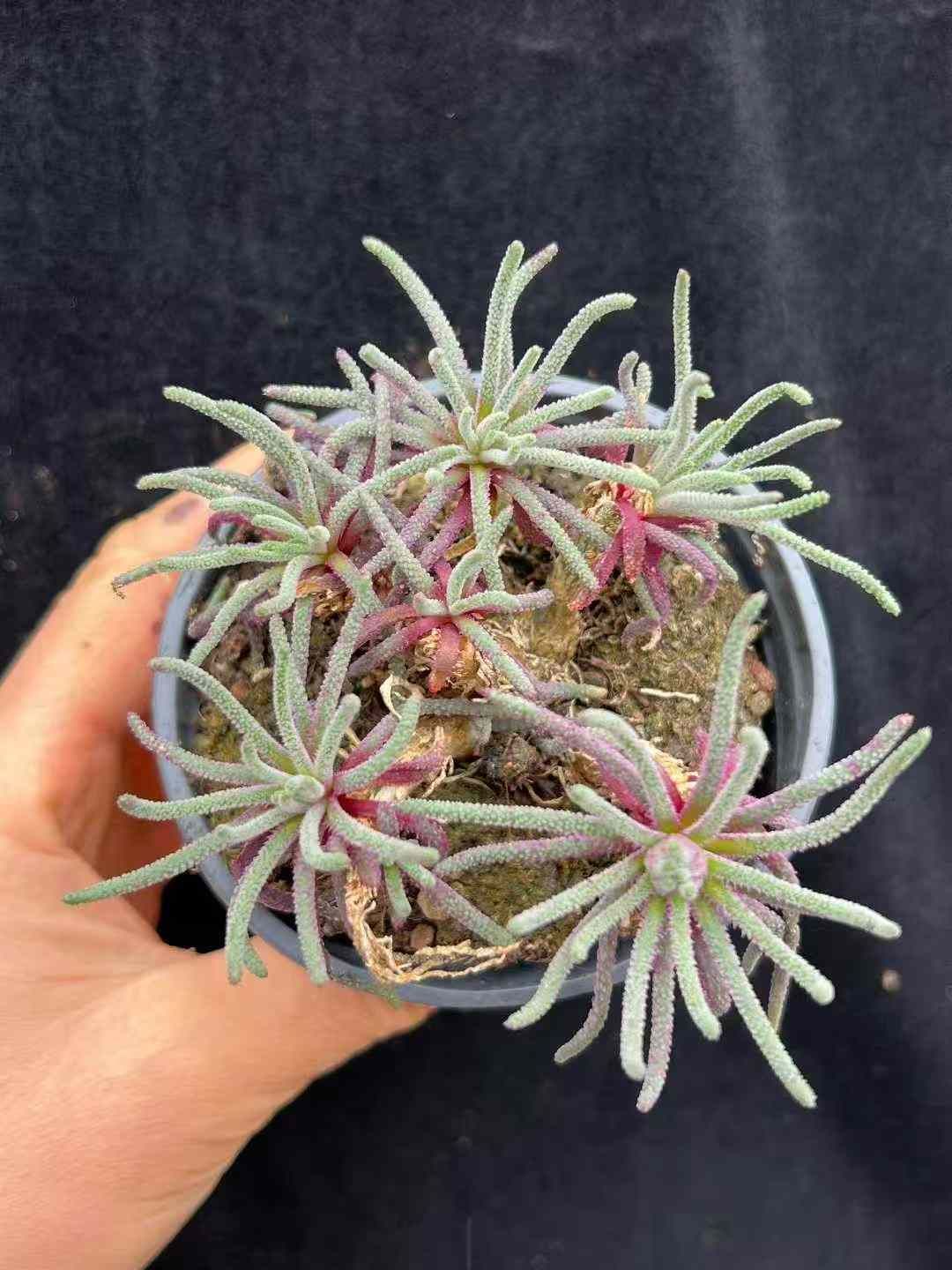 18株 ヒトデ 多肉植物 エケベリア セダム アエオニウム グラプトペタルム 韓国苗 寄せ植え