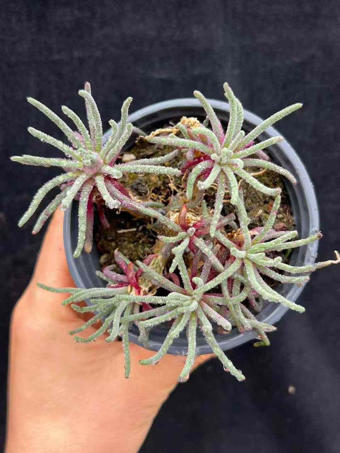 18株×ヒトデ 多肉植物 エケベリア セダム アエオニウム グラプトペタルム 韓国苗 寄せ植え