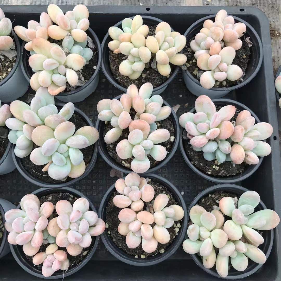 18株×バービーミルク 多肉植物 エケベリア セダム アエオニウム グラプトペタルム 韓国苗 寄せ植え SKL 1422