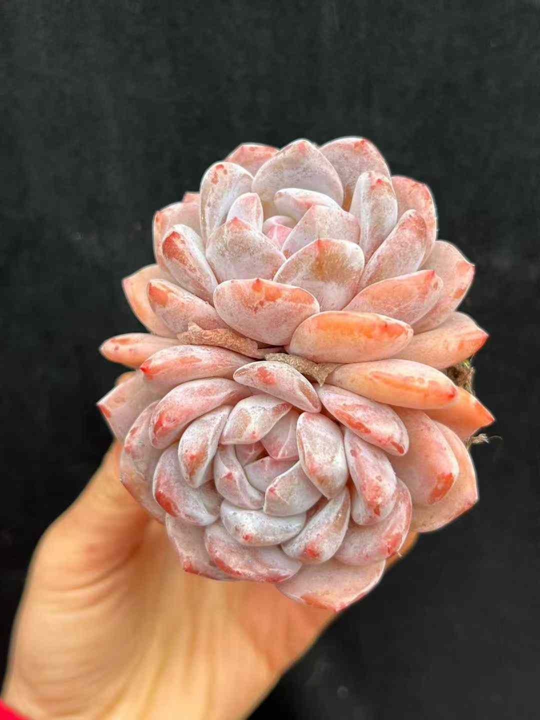 18株×ホワイトフロストエンゼル 多肉植物 エケベリア セダム アエオニウム グラプトペタルム 韓国苗 寄せ植え WBLHF2720