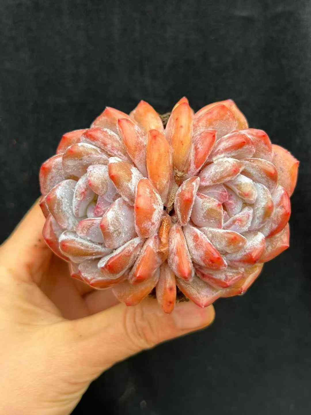 18株×ホワイトフロストエンゼル 多肉植物 エケベリア セダム アエオニウム グラプトペタルム 韓国苗 寄せ植え WBLHF2720