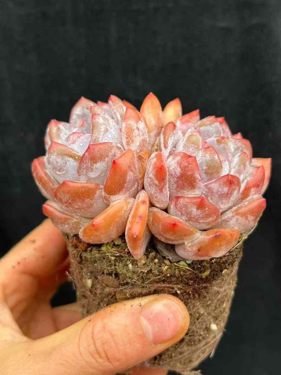 18株×ホワイトフロストエンゼル 多肉植物 エケベリア セダム アエオニウム グラプトペタルム 韓国苗 寄せ植え WBLHF2720