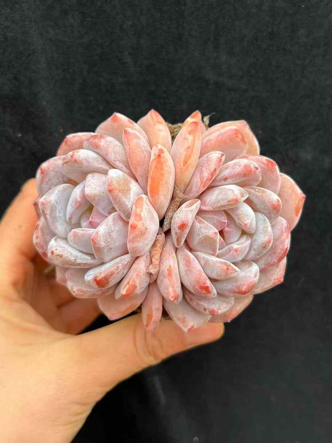 18株×ホワイトフロストエンゼル 多肉植物 エケベリア セダム アエオニウム グラプトペタルム 韓国苗 寄せ植え WBLHF2720