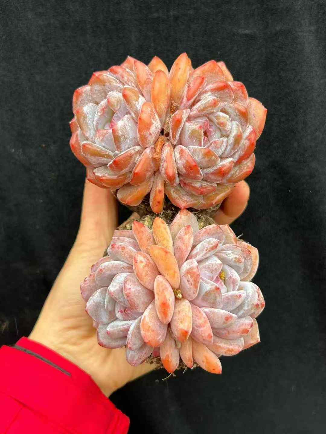 18株×ホワイトフロストエンゼル 多肉植物 エケベリア セダム アエオニウム グラプトペタルム 韓国苗 寄せ植え WBLHF2720