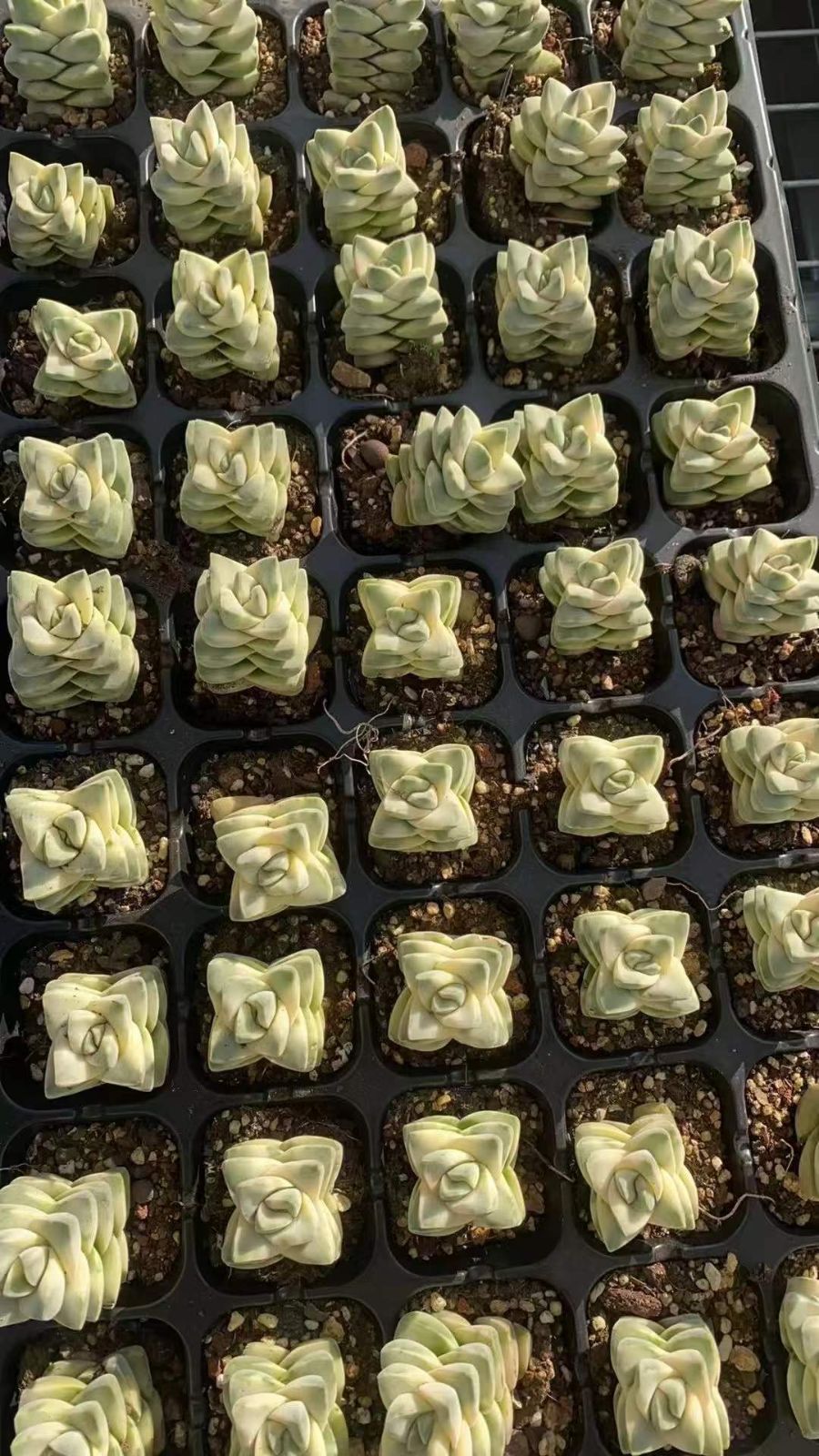 50苗 キノカワニシキ 多肉植物 エケベリア セダム アエオニウム グラプトペタルム 韓国苗 寄せ植え RC 2126