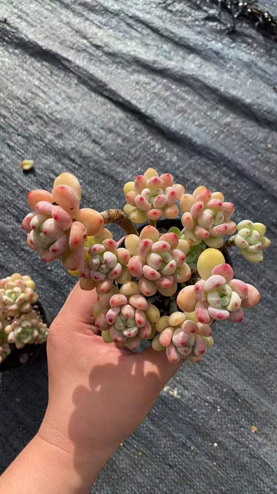 18株×ラウル 多肉植物 エケベリア セダム アエオニウム グラプトペタルム 韓国苗 寄せ植え RC 2147