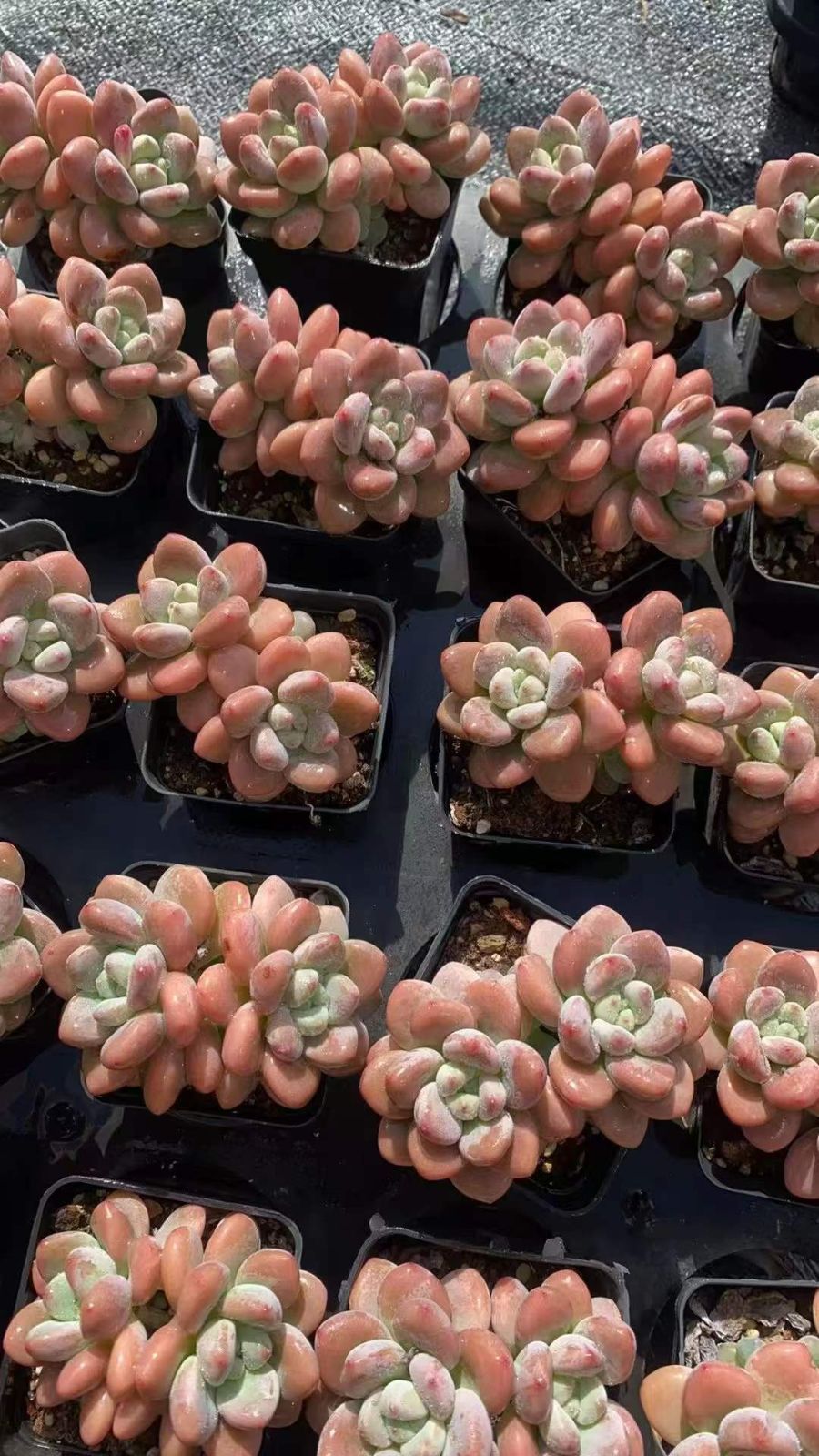 50株×ピンクラクジン 多肉植物 エケベリア セダム アエオニウム グラプトペタルム 韓国苗 寄せ植え RC 2150