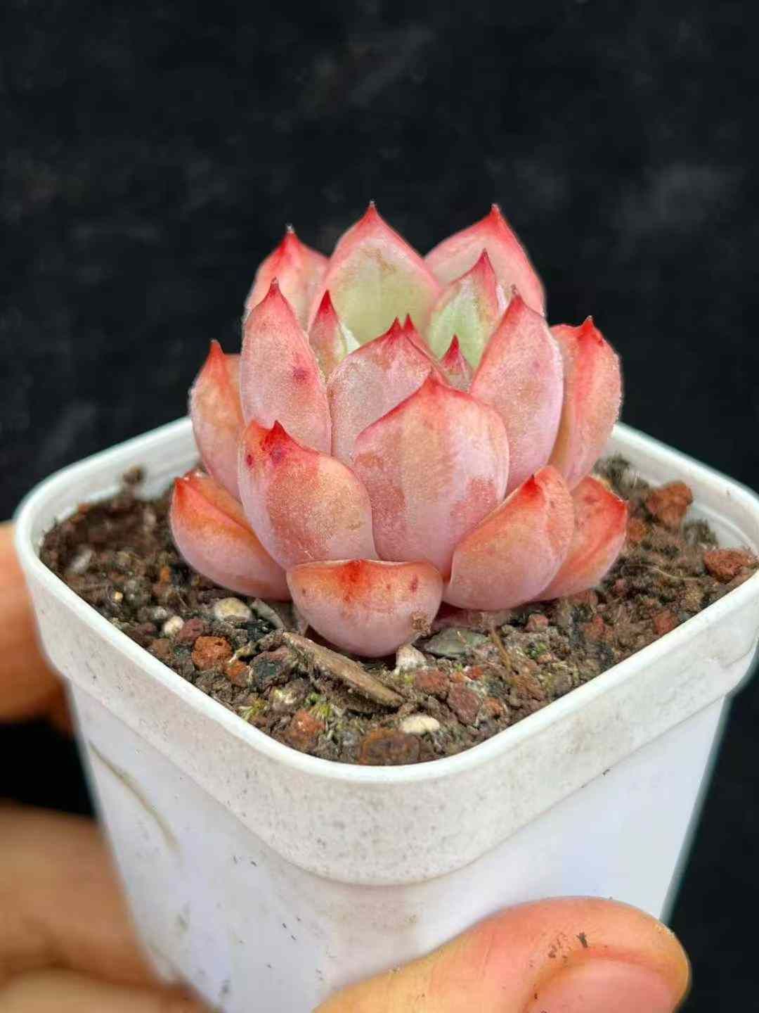 50株×ツキカゲクイーン 多肉植物 エケベリア セダム アエオニウム グラプトペタルム 韓国苗 寄せ植え