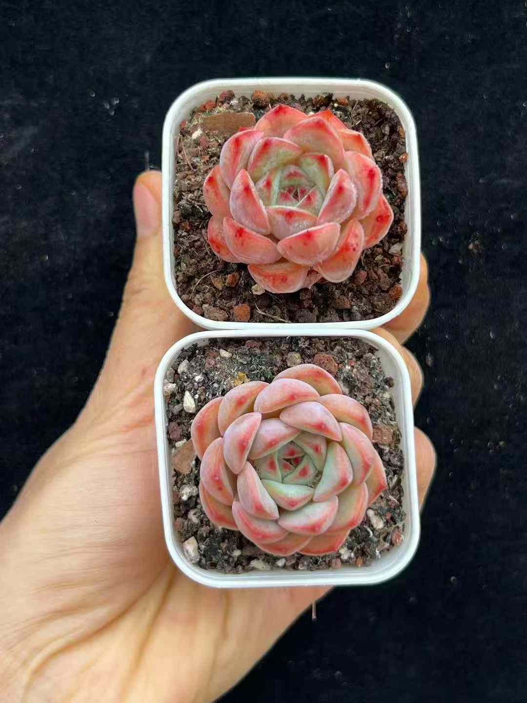 50株×ツキカゲクイーン 多肉植物 エケベリア セダム アエオニウム グラプトペタルム 韓国苗 寄せ植え