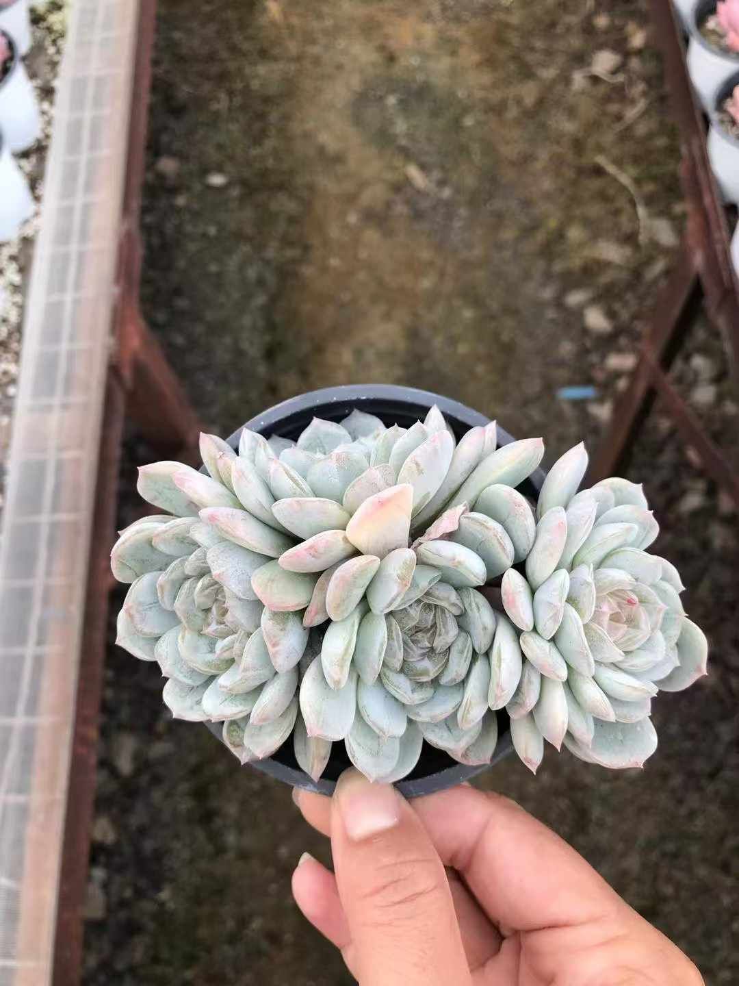 18株×ハクレン 多肉植物 エケベリア セダム アエオニウム グラプトペタルム 韓国苗 寄せ植え