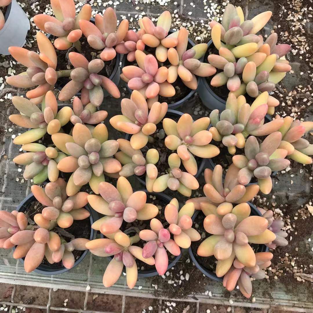 18株×キャンディビジン 多肉植物 エケベリア セダム アエオニウム グラプトペタルム 韓国苗 寄せ植え SKL 1435