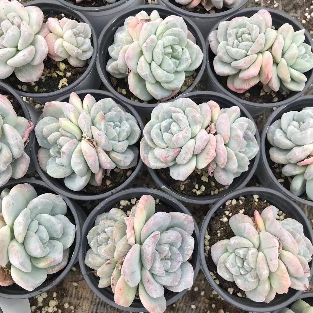 18株×ヒョウギョクセッカ 多肉植物 エケベリア セダム アエオニウム グラプトペタルム 韓国苗 寄せ植え SKL 1436