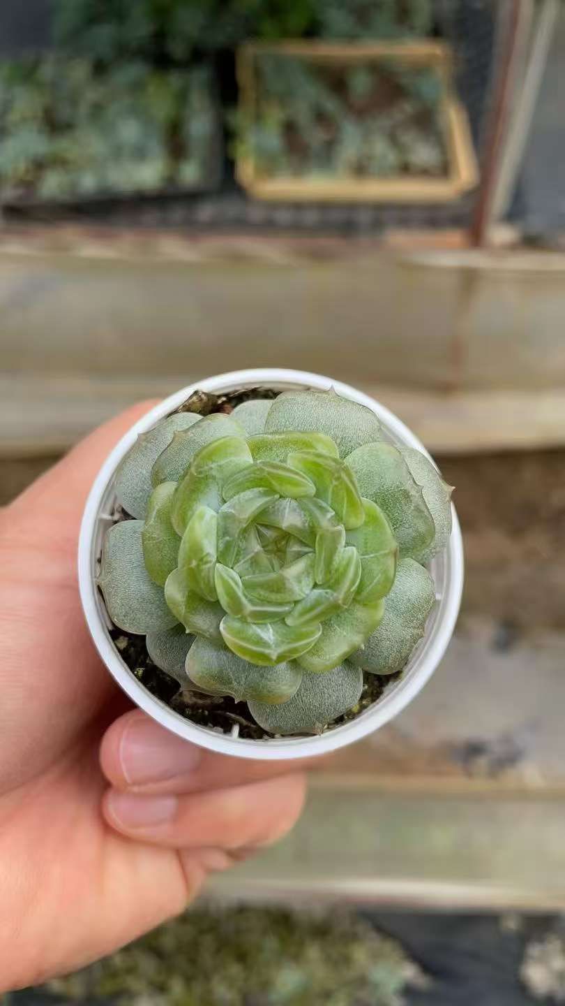 50株×ハクレン 多肉植物 エケベリア セダム アエオニウム グラプトペタルム 韓国苗 寄せ植え ZA 998