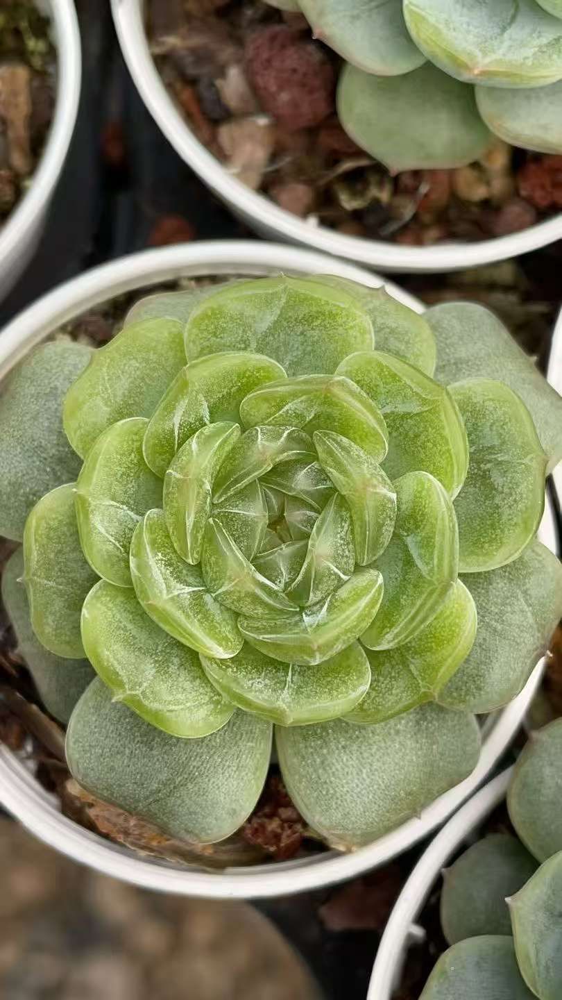 50株×ハクレン 多肉植物 エケベリア セダム アエオニウム グラプトペタルム 韓国苗 寄せ植え ZA 998