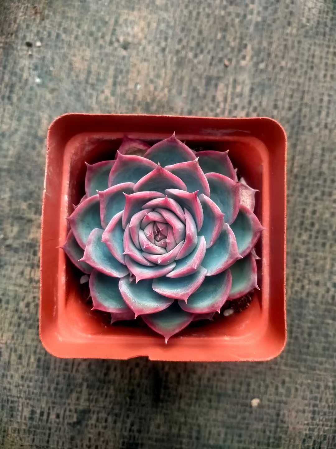 50株×フランスローズ 多肉植物 エケベリア セダム アエオニウム グラプトペタルム 韓国苗 寄せ植え ZX 162