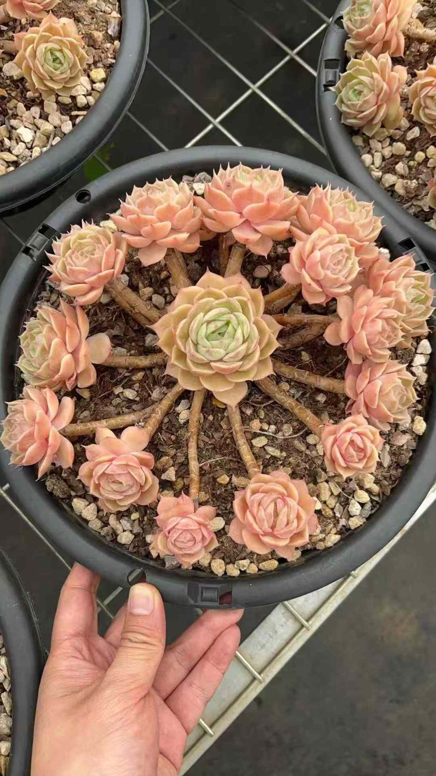 6株 デビルフィッシュ 多肉植物 エケベリア セダム アエオニウム グラプトペタルム 韓国苗 寄せ植え