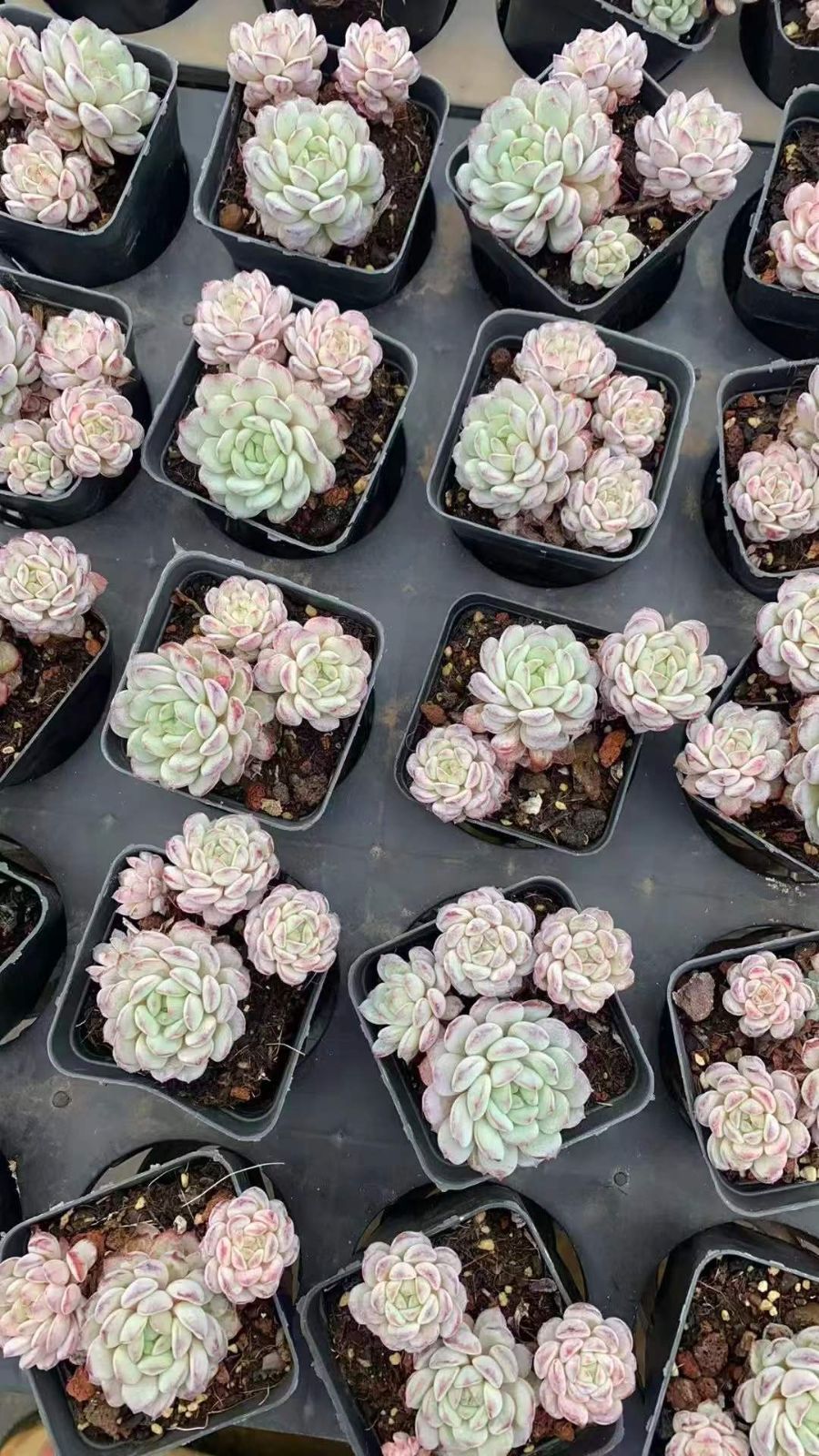 50株 ルビン 多肉植物 エケベリア セダム アエオニウム グラプトペタルム 韓国苗 寄せ植え RC 2140