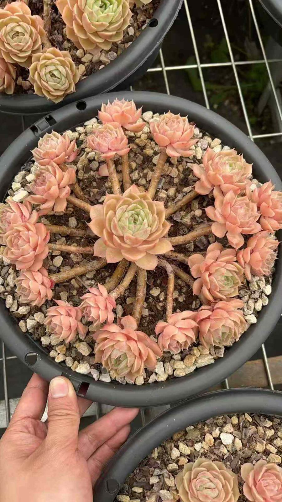 6株×デビルフィッシュ 多肉植物 エケベリア セダム アエオニウム グラプトペタルム 韓国苗 寄せ植え