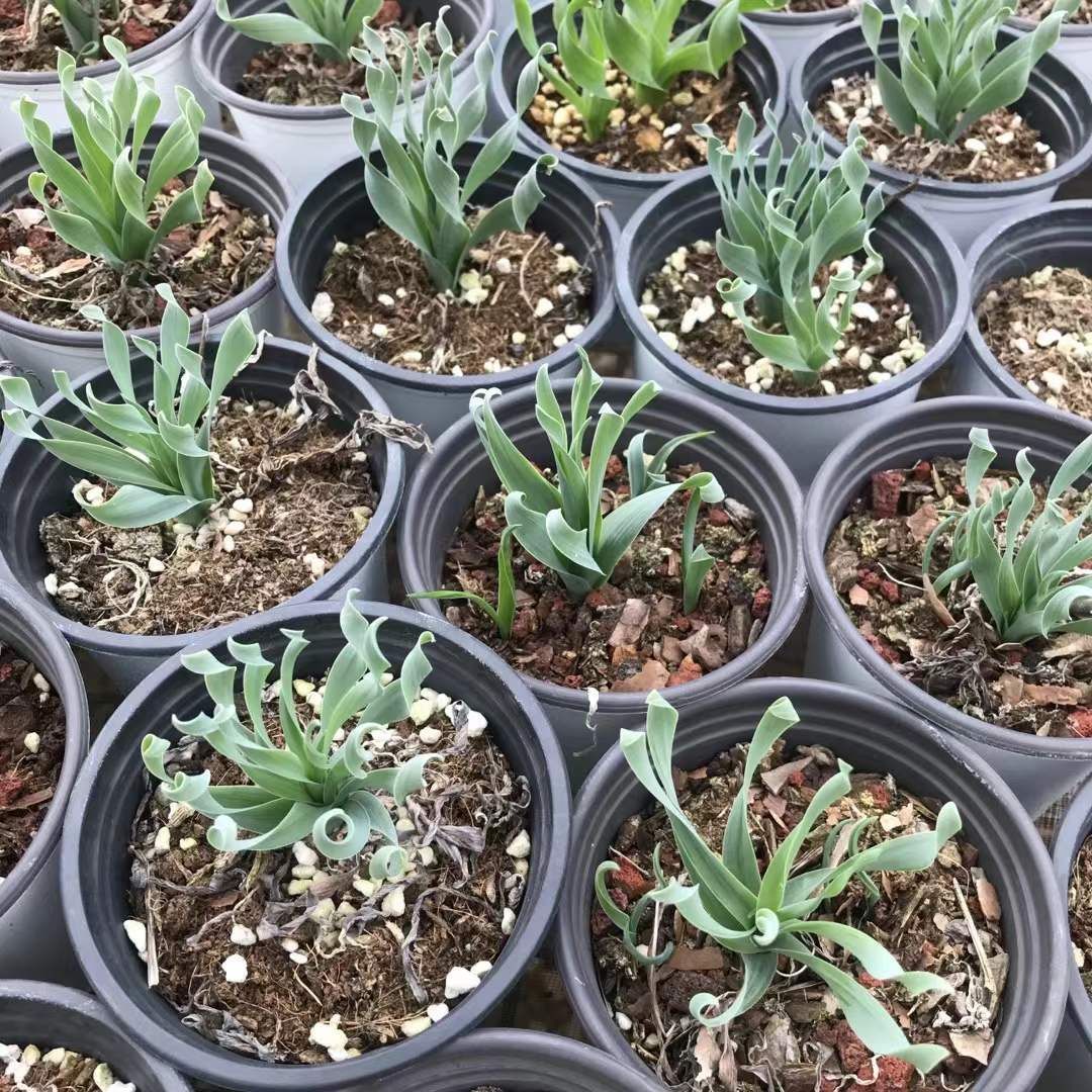 18株 ターザンソウ 多肉植物 エケベリア セダム アエオニウム グラプトペタルム 韓国苗 寄せ植え SKL 1414