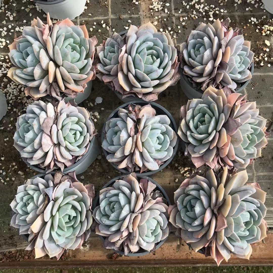 18株×ハクチャ 多肉植物 エケベリア セダム アエオニウム