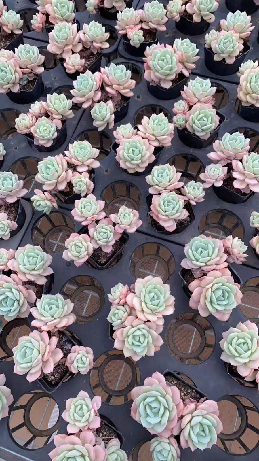 24株 ゼリーコイズク 多肉植物 エケベリア セダム アエオニウム グラプトペタルム 韓国苗 寄せ植え RC 2142