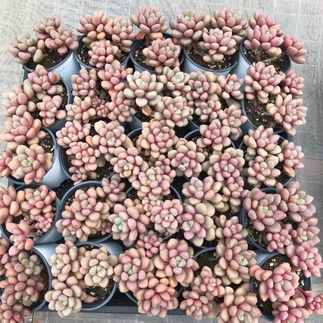 18株×アバンギャルド 多肉植物 エケベリア セダム アエオニウム グラプトペタルム 韓国苗 寄せ植え SKL 1423