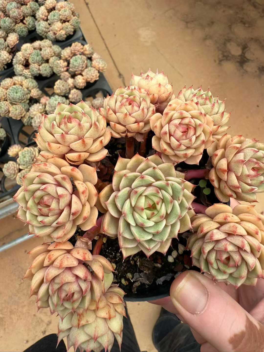 12株×ベンバ 多肉植物 エケベリア セダム アエオニウム グラプトペタルム 韓国苗 寄せ植え