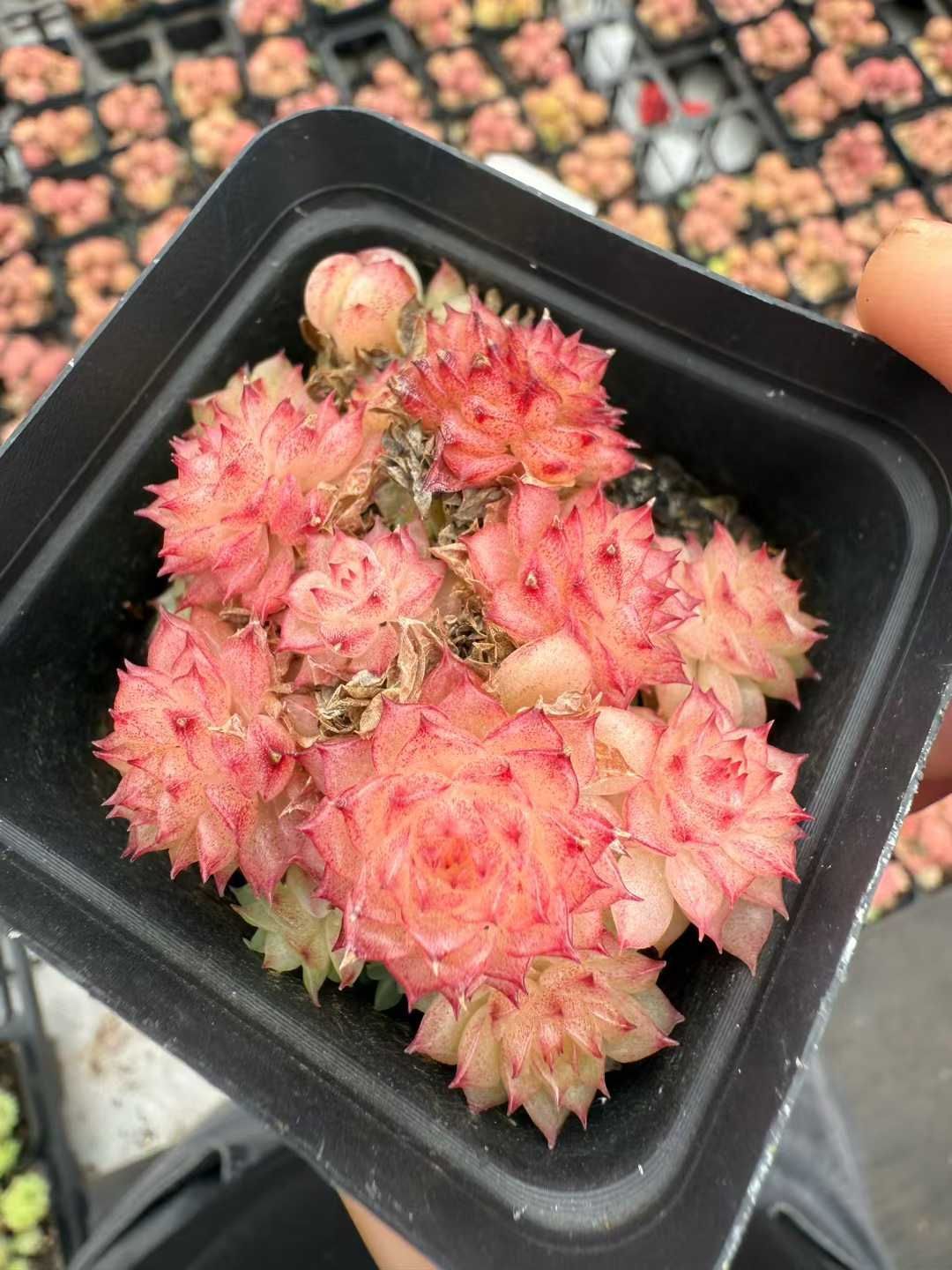 24株 キンコク 多肉植物 エケベリア セダム アエオニウム グラプトペタルム 韓国苗 寄せ植え